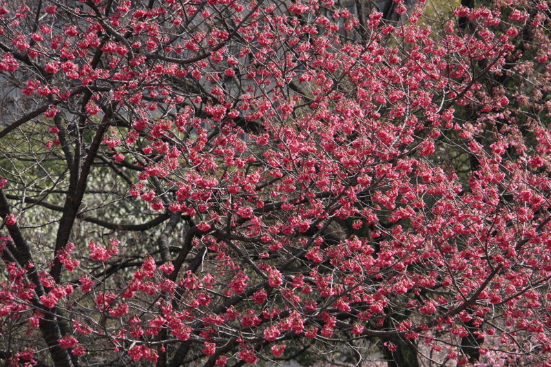 f:id:hiroshisj:20100318084226j:image