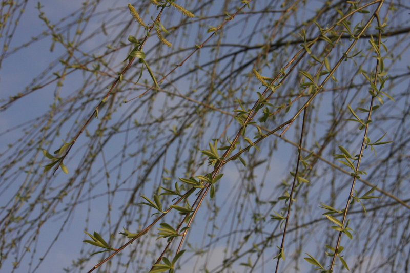 f:id:hiroshisj:20100318085234j:image