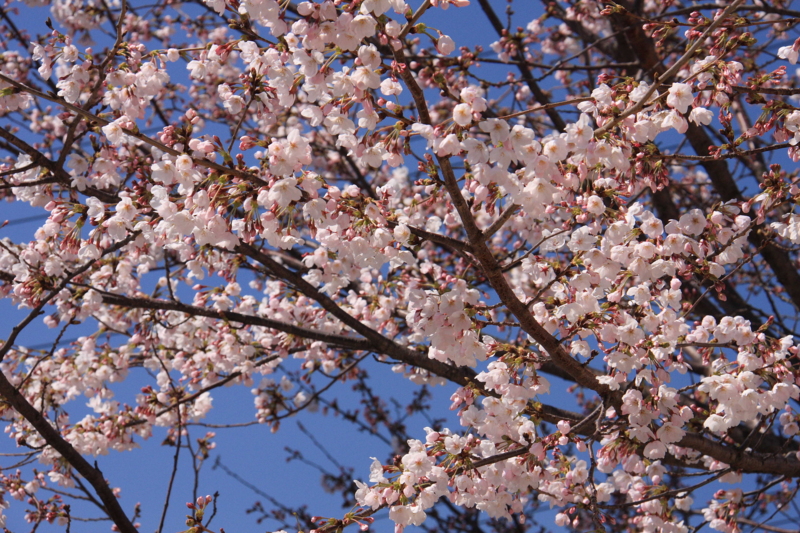 f:id:hiroshisj:20100331180050j:image f:id:hiroshisj:20100331180050j:image