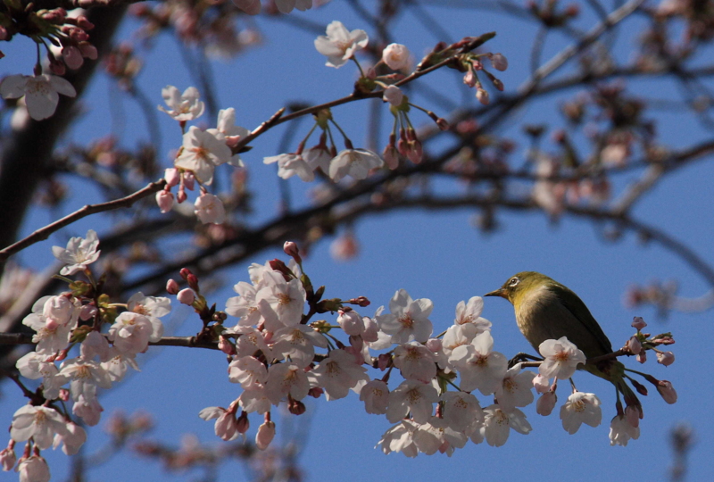 f:id:hiroshisj:20100331180104j:image f:id:hiroshisj:20100331180104j:image