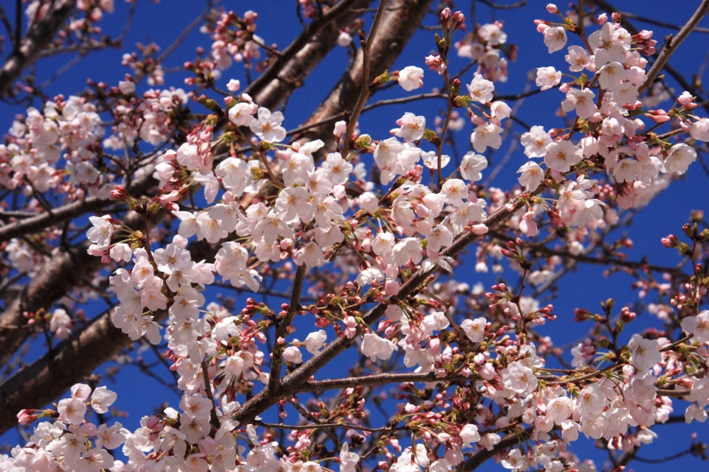 f:id:hiroshisj:20100331180110j:image f:id:hiroshisj:20100331180110j:image