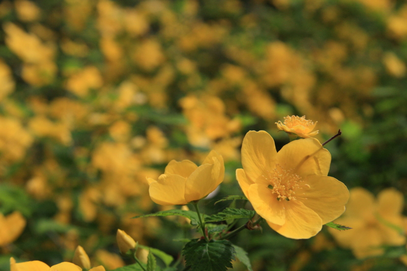 f:id:hiroshisj:20100418095250j:image
