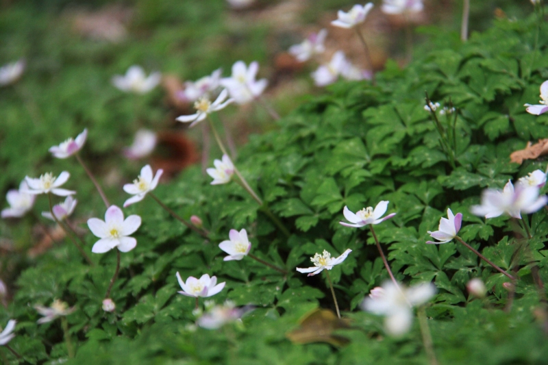 f:id:hiroshisj:20100419084635j:image