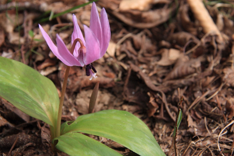 f:id:hiroshisj:20100419084656j:image