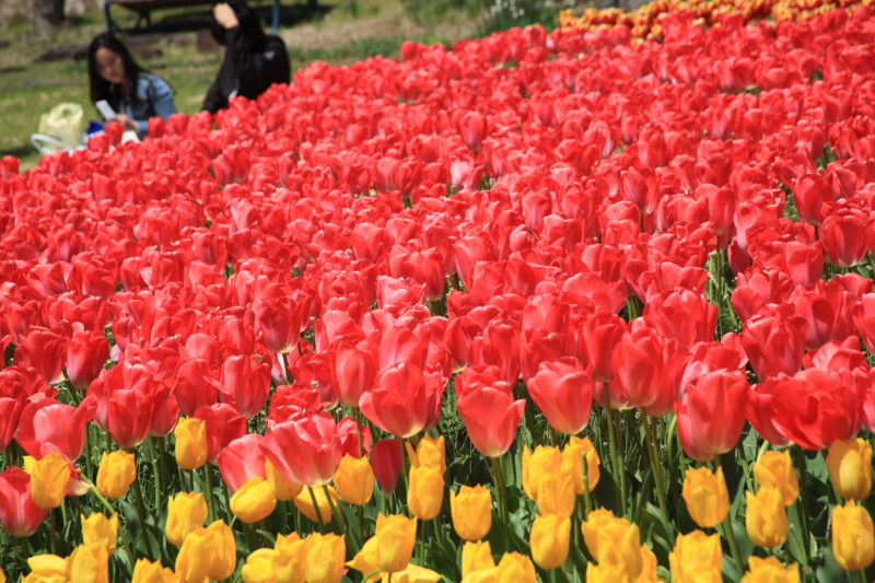 f:id:hiroshisj:20100428000725j:image