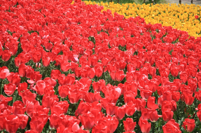 f:id:hiroshisj:20100428000803j:image