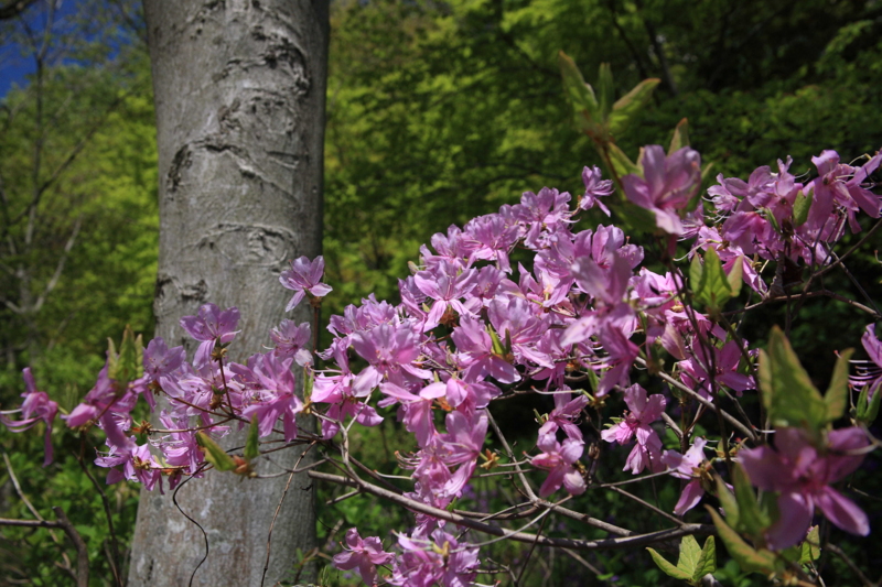 f:id:hiroshisj:20100428002523j:image