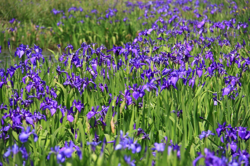 f:id:hiroshisj:20100505001147j:image
