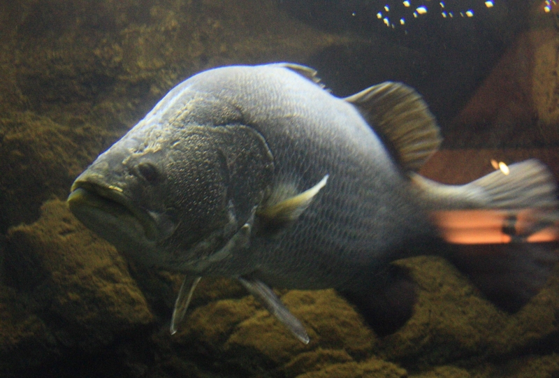 アカメの剥製‼️送料込み‼️高知、四万十川‼️ アカメの剥製‼️送料込み‼️高知、四万十川‼️ 【公式通販】