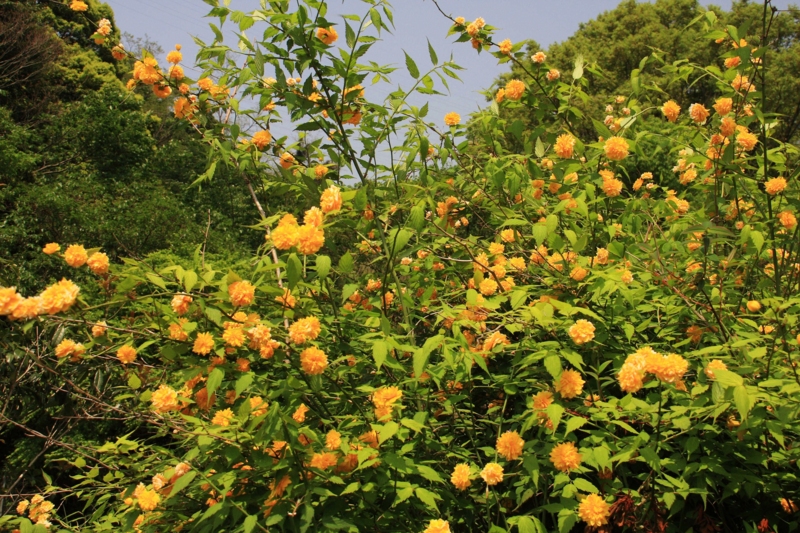 f:id:hiroshisj:20100513231318j:image