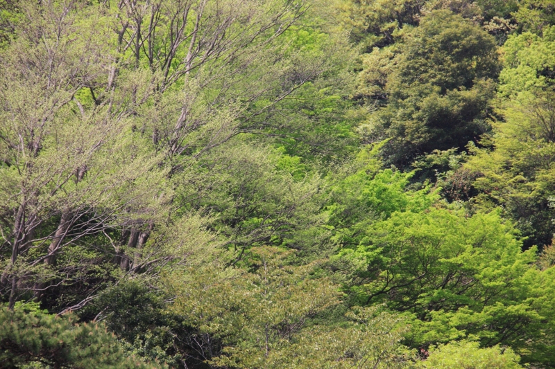 f:id:hiroshisj:20100513231331j:image
