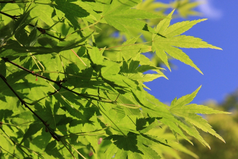 f:id:hiroshisj:20100517113406j:image