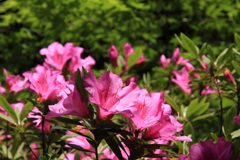 f:id:hiroshisj:20100517113429j:image