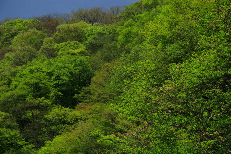 f:id:hiroshisj:20100526012555j:image