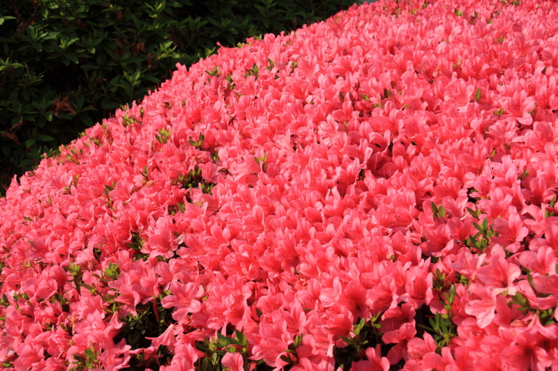 f:id:hiroshisj:20100604100332j:image f:id:hiroshisj:20100604100332j:image