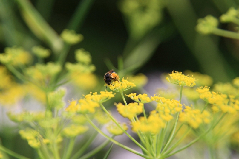 f:id:hiroshisj:20100717095527j:image