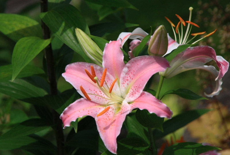 f:id:hiroshisj:20100717095535j:image