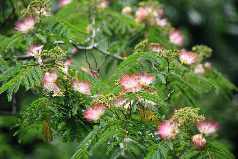 f:id:hiroshisj:20100719082639j:image