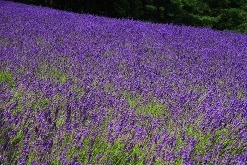 f:id:hiroshisj:20100722223255j:image