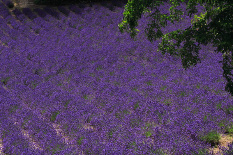 f:id:hiroshisj:20100722224223j:image