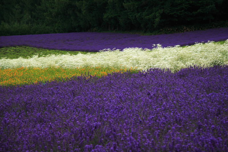 f:id:hiroshisj:20100805113605j:image