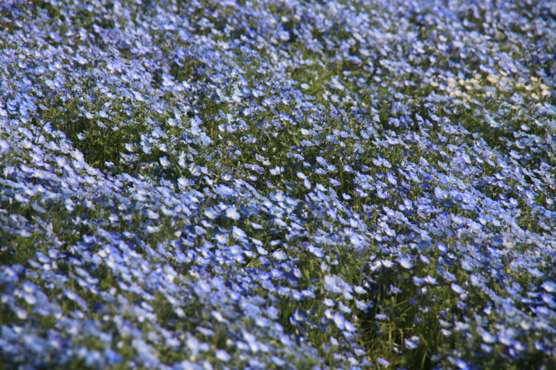 f:id:hiroshisj:20110514225628j:image
