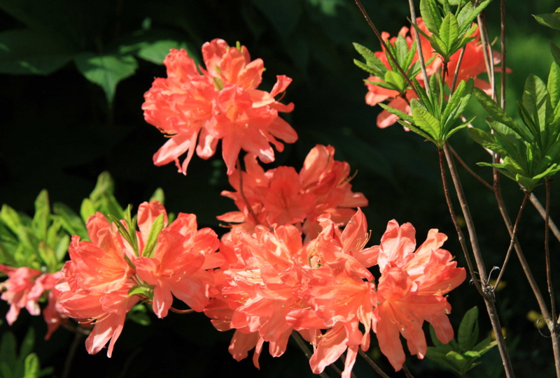 f:id:hiroshisj:20110522200815j:image