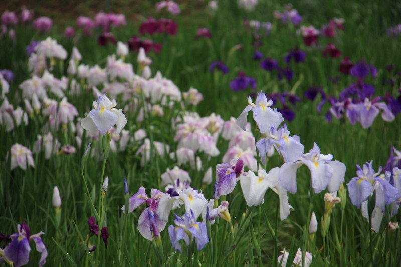 f:id:hiroshisj:20110611151635j:image