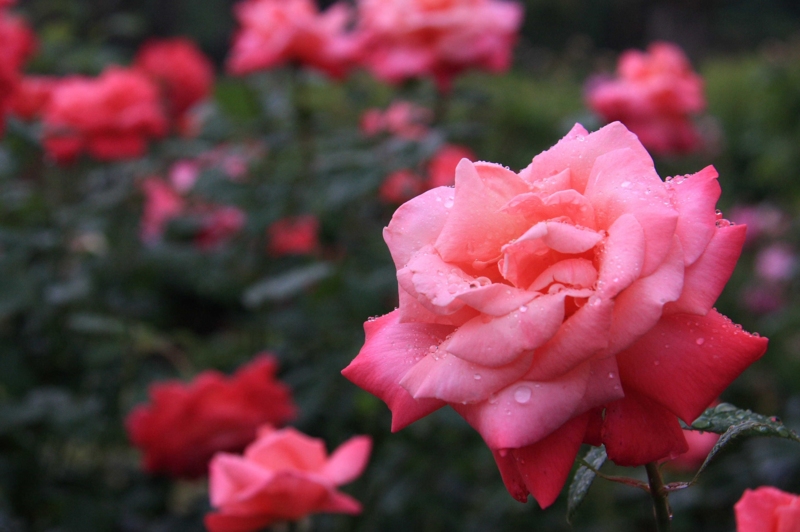 f:id:hiroshisj:20110612161058j:image