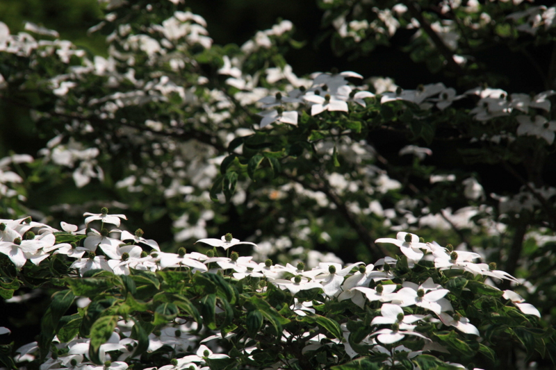 f:id:hiroshisj:20110627130636j:image