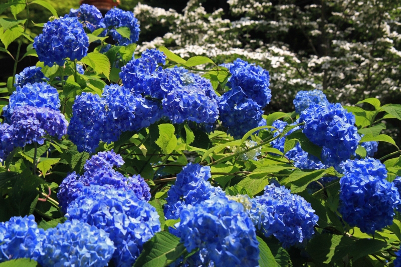 f:id:hiroshisj:20110627130649j:image