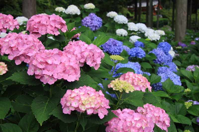 f:id:hiroshisj:20110629171841j:image