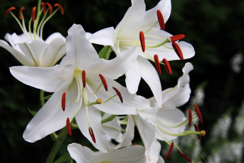 f:id:hiroshisj:20110723214327j:image