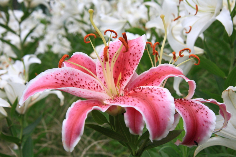 f:id:hiroshisj:20110723214341j:image