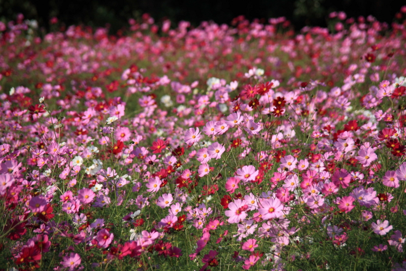 f:id:hiroshisj:20111022215501j:image