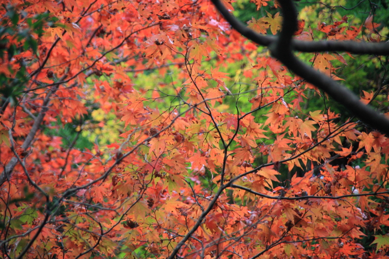 f:id:hiroshisj:20111107194930j:image