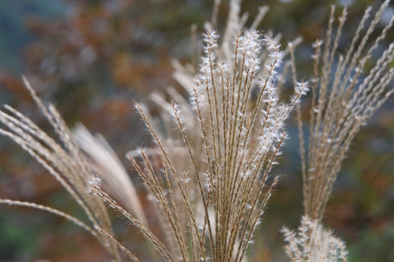 f:id:hiroshisj:20111107194944j:image