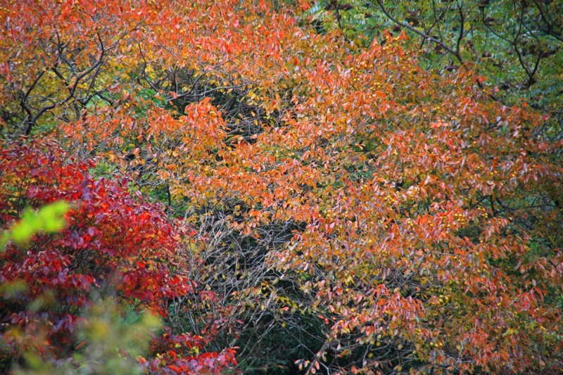 f:id:hiroshisj:20111107195025j:image