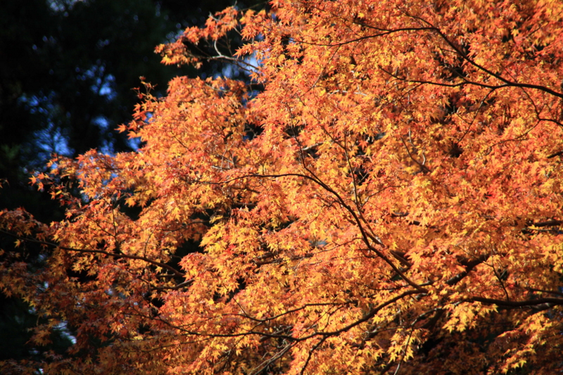 f:id:hiroshisj:20111201162930j:image