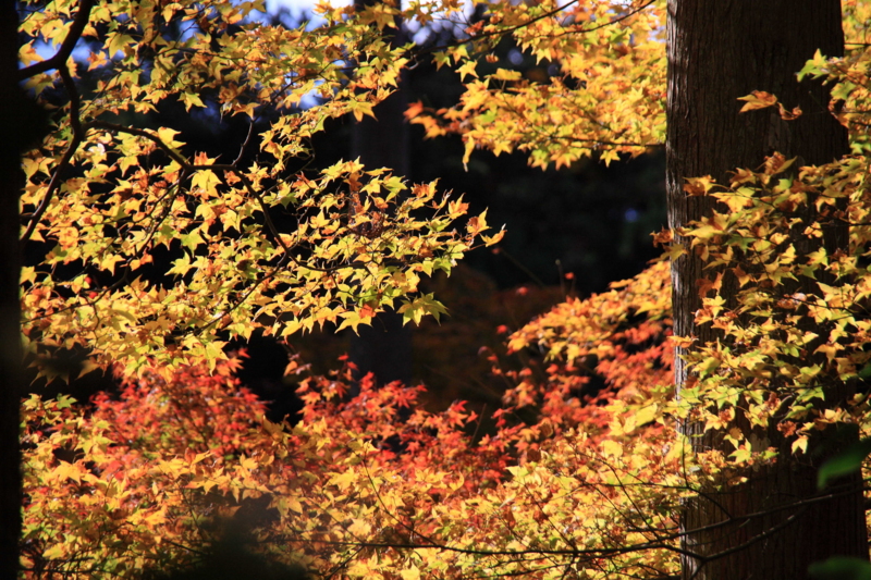 f:id:hiroshisj:20111201162958j:image