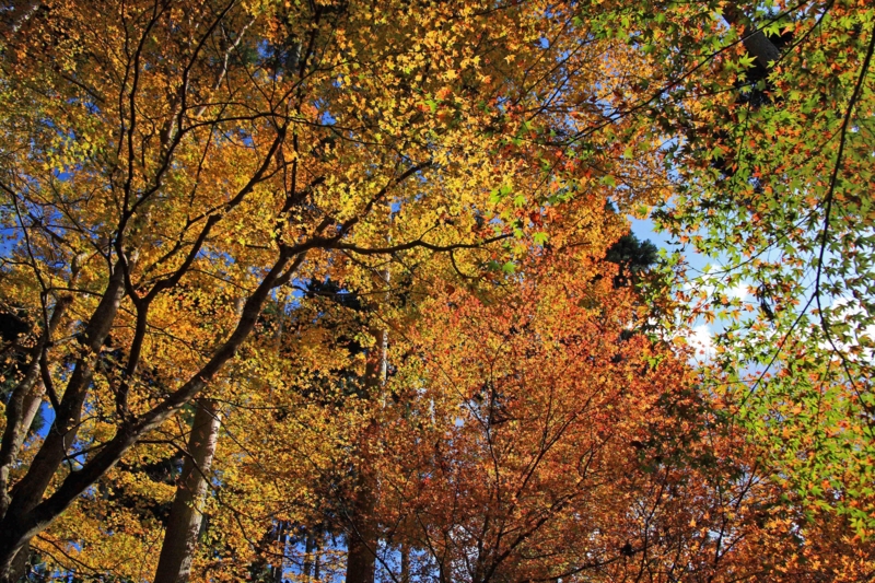 f:id:hiroshisj:20111201163012j:image