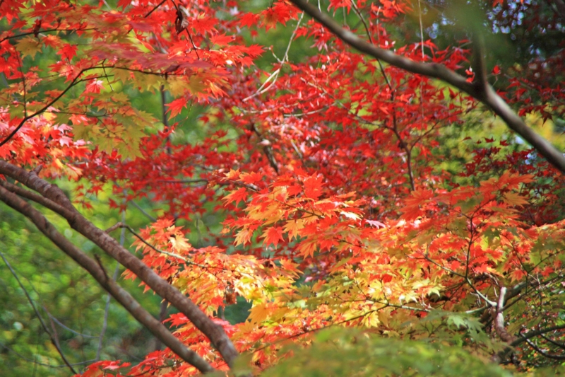 f:id:hiroshisj:20111202121851j:image