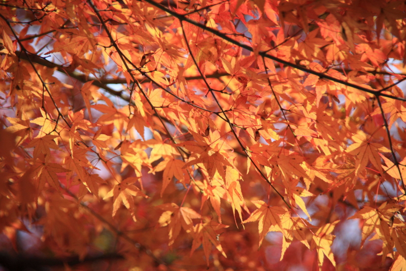 f:id:hiroshisj:20111202121904j:image