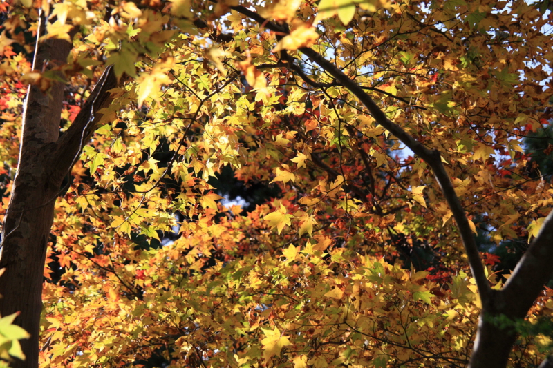 f:id:hiroshisj:20111202121932j:image