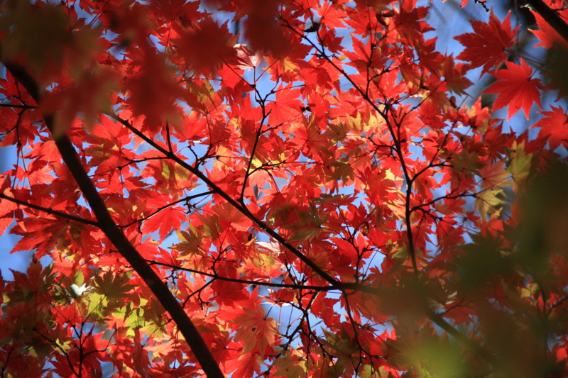 f:id:hiroshisj:20111202121947j:image