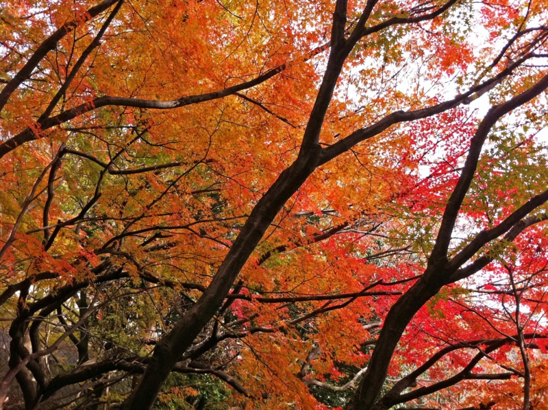 f:id:hiroshisj:20111206180233j:image