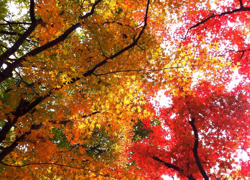 f:id:hiroshisj:20111206180240j:image
