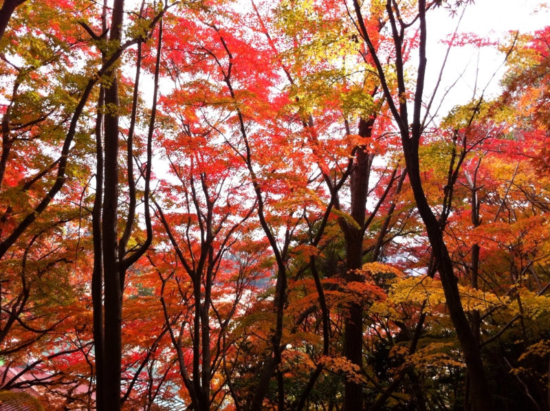 f:id:hiroshisj:20111206180252j:image