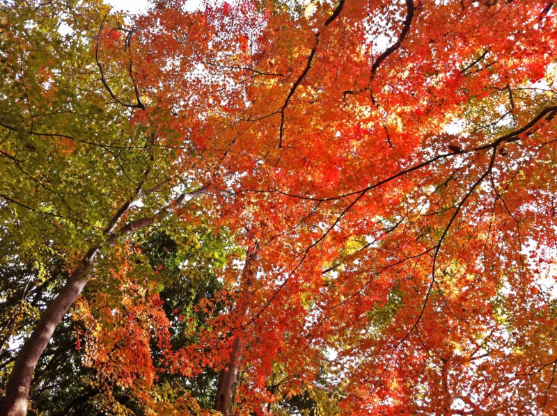 f:id:hiroshisj:20111206180258j:image