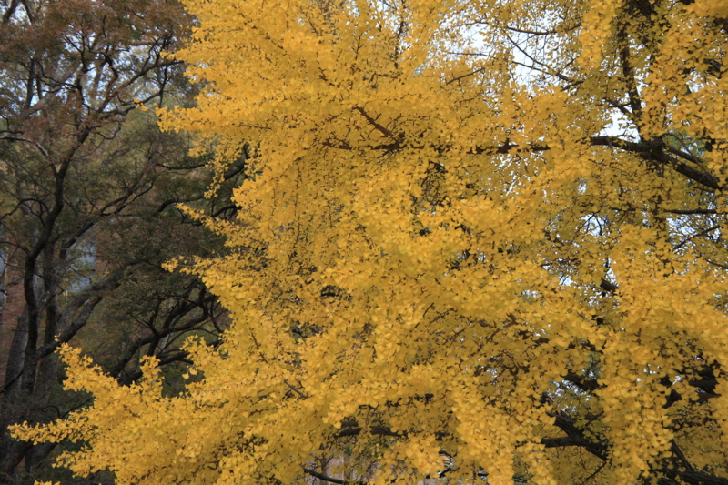 f:id:hiroshisj:20111214210220j:image